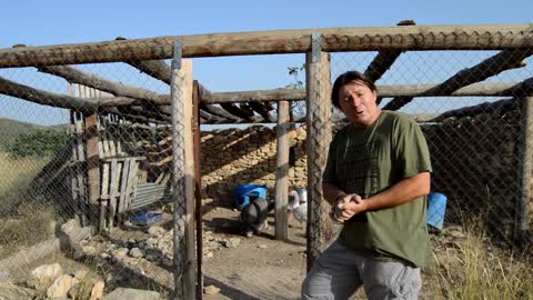 Como proteger a sus pollos, patos, ocas a salvo de los depredadores