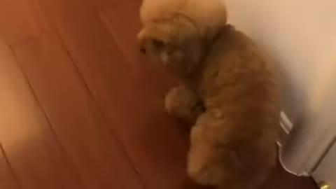 affectionate puppy