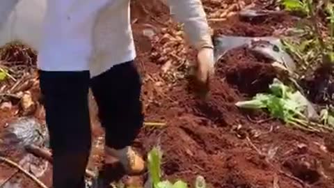 HARVESTING POTATOES ON A FERTILE ROOT
