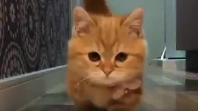 FUNNY CATS