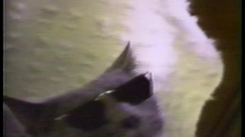 Stevie Wonder Cat Enjoys Scratches
