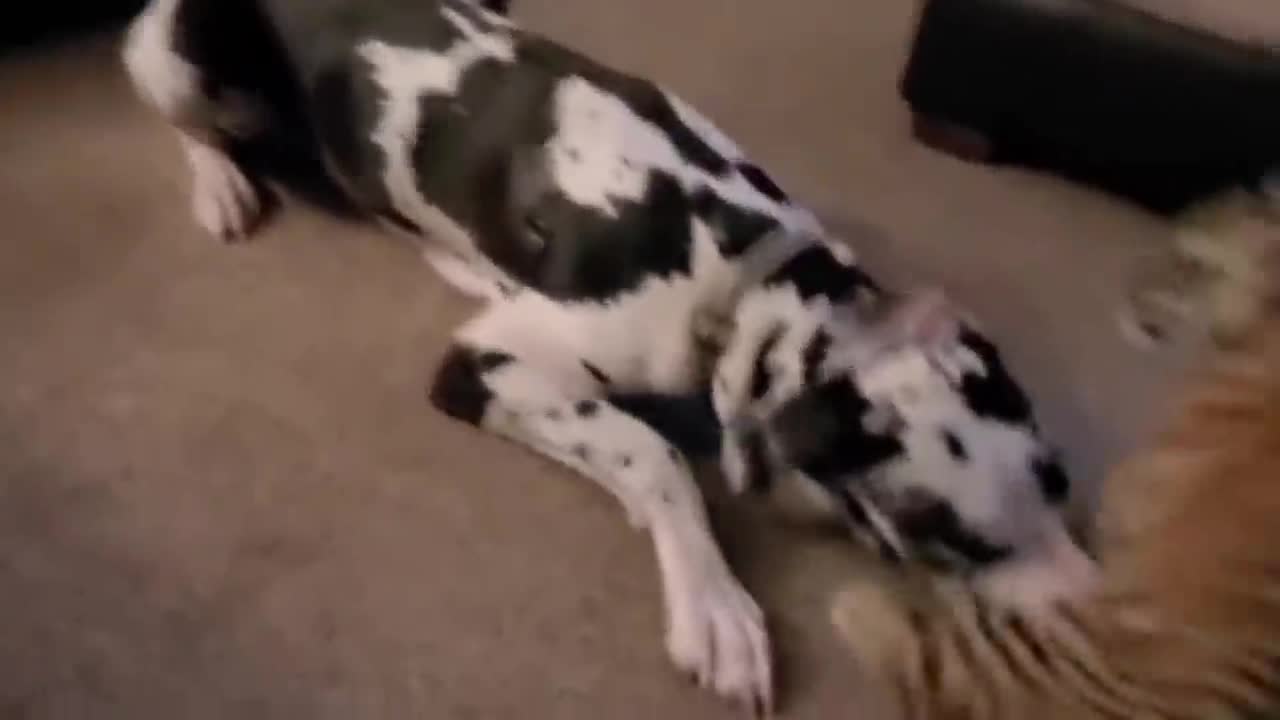 Puppy vs Baby Tiger fight