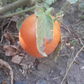 Ripe tomato in the garden