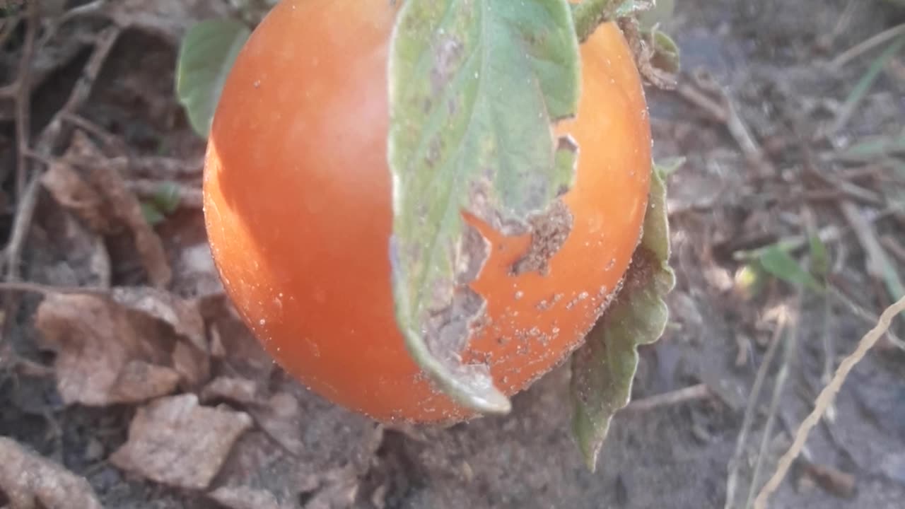 Ripe tomato in the garden