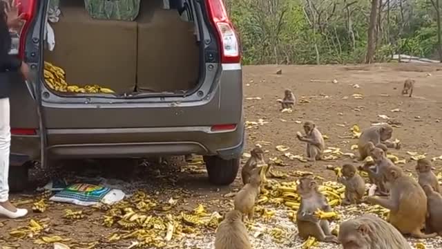 AMAZING VIDEO DONKEYS OPEN THE DOR (2022)