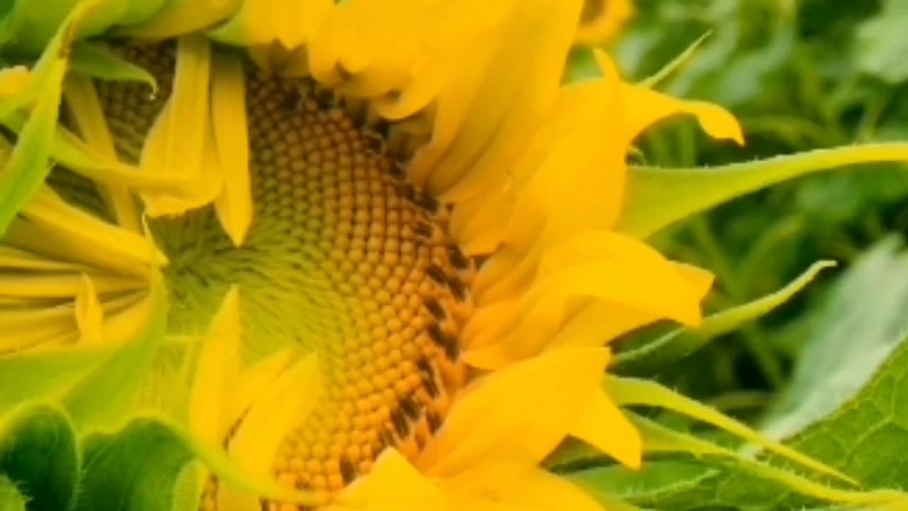 Sun flower ||natural beauty || nature