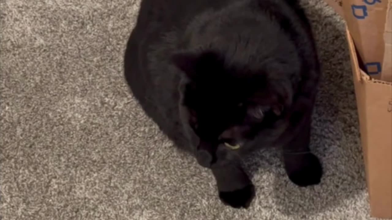 Adopting a Cat from a Shelter Vlog - Cute Precious Piper Inspects the Boxes for Recycling #shorts