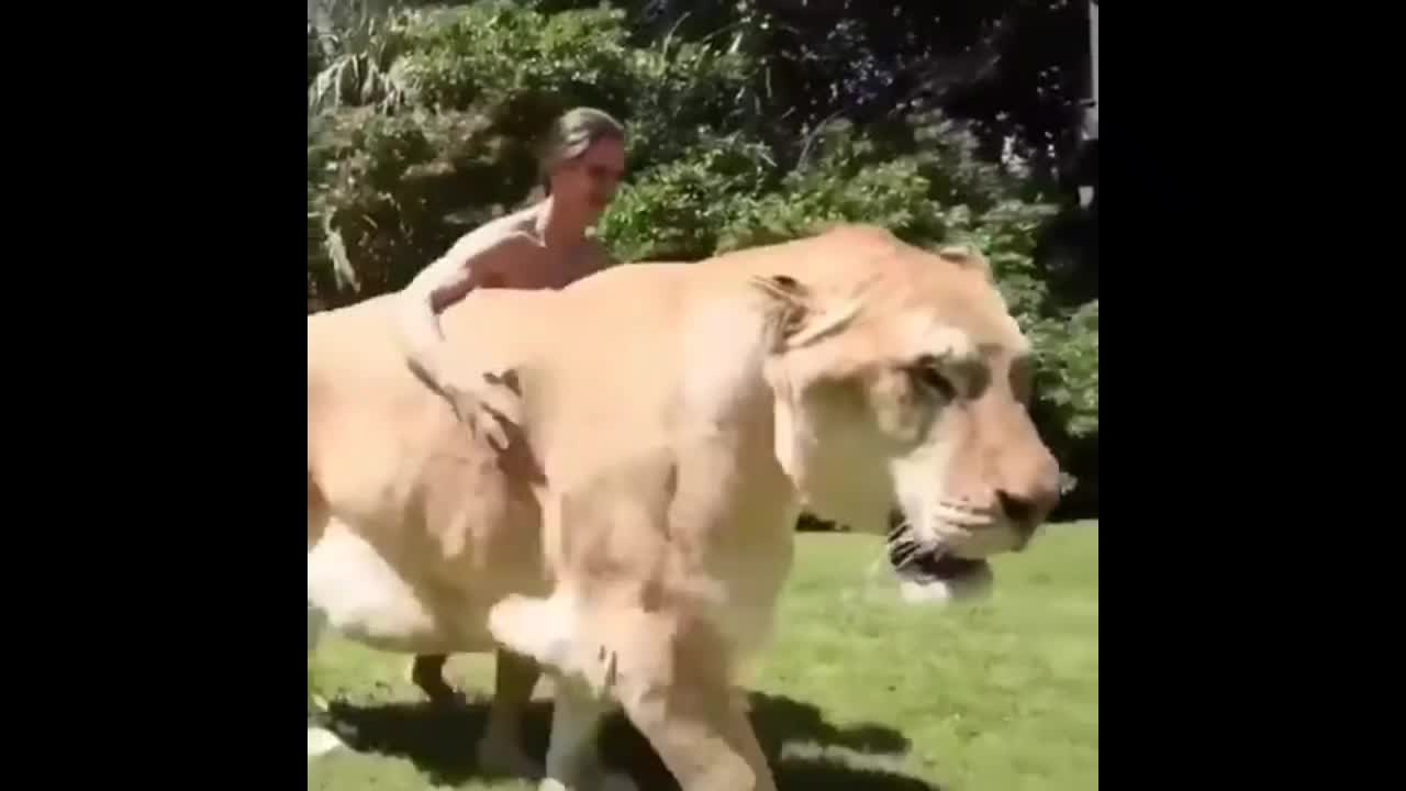 Wild Biggest Cat Incredibly Tamed by Human