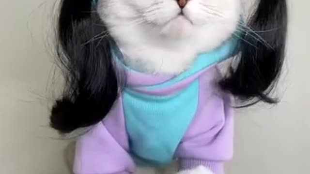 Funny And Cute Cat Best video I Love Cats