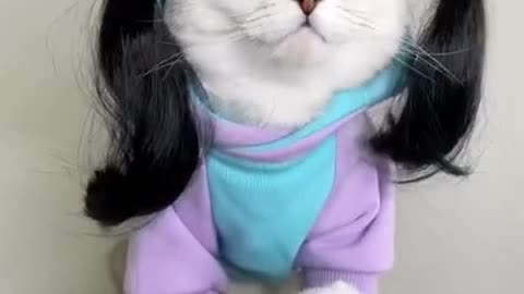 Funny And Cute Cat Best video I Love Cats