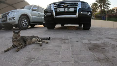 CHRIS MARTIN & MICHAEL JACKSON - Homeless cats in Ras Al Khaimah, UAE #ChrisMartin #MichaelJackson