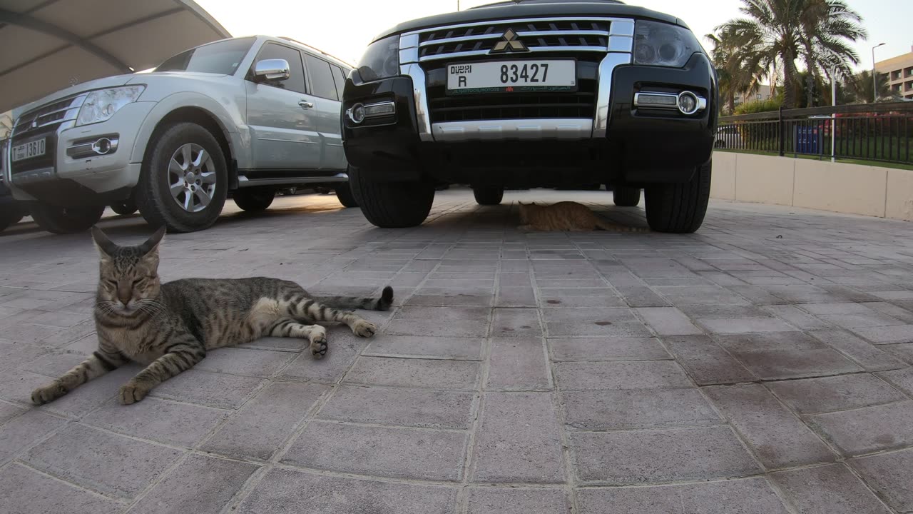 CHRIS MARTIN & MICHAEL JACKSON - Homeless cats in Ras Al Khaimah, UAE #ChrisMartin #MichaelJackson