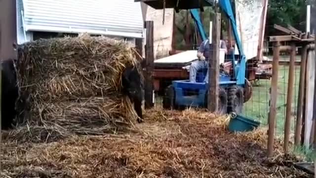 THE MOMENT IN WHICH TWO CALVES ARE PAMPED BY THEIR MASTER