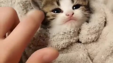 Cute cat