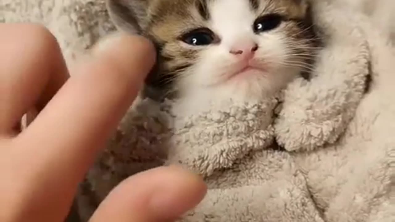 Cute cat