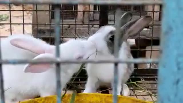 Rabbit love