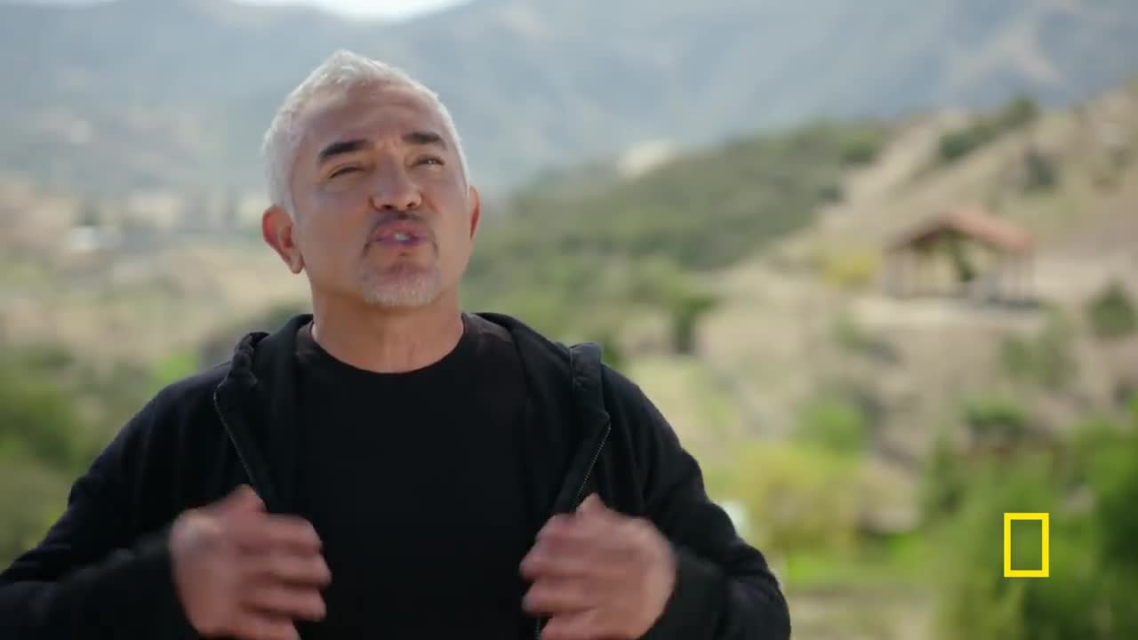 Teaching a Fixated Dog to Focus | Cesar Millan: Better Human Better Dog