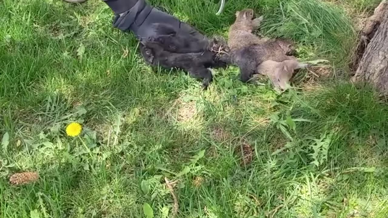 Man Saves 7 Tangled Baby Squirrels