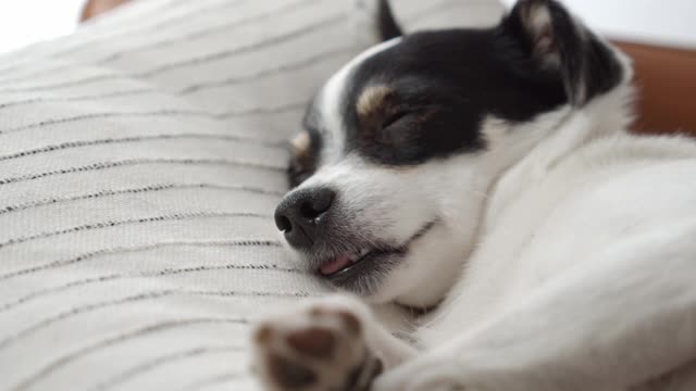 dog Very lazy