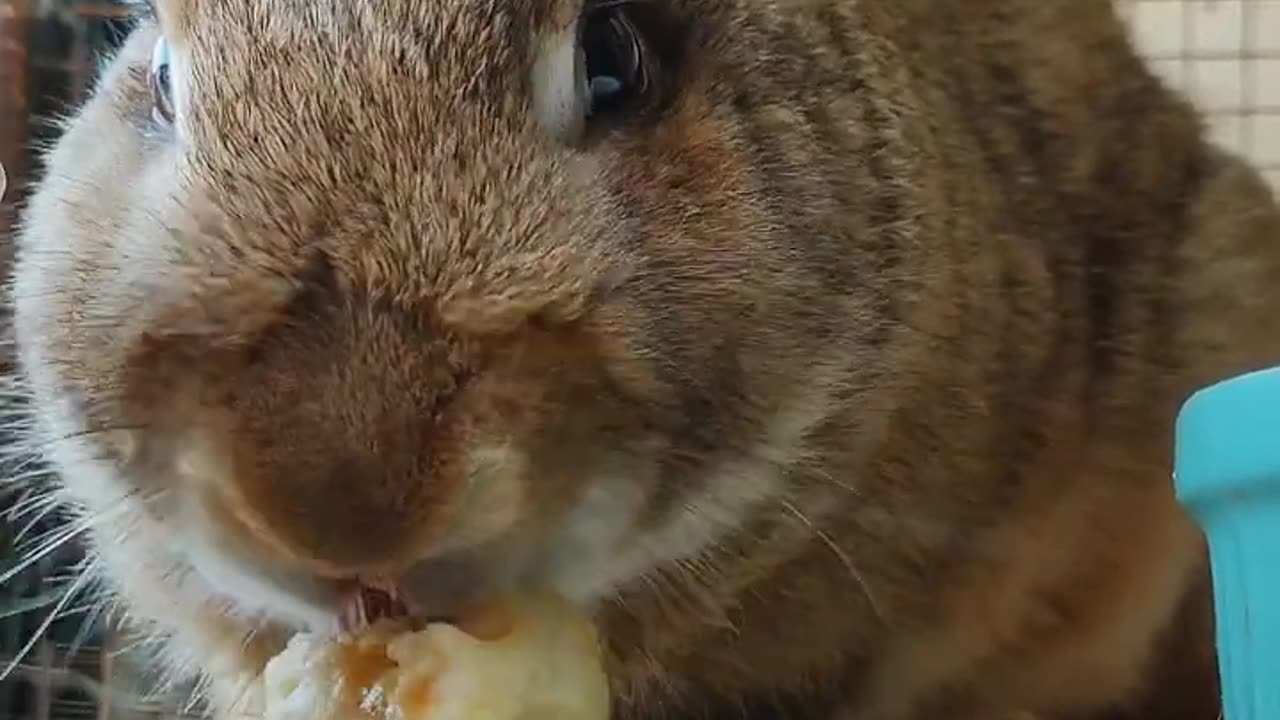 🍌🐰 #bunny #petrabbit #petbunny #rabbitrabbit #rabbite #animalphotos #animals #cute #animalpictures