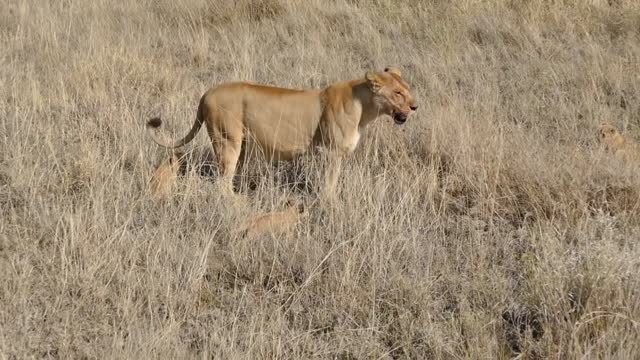 Lion cubs playing with their mother