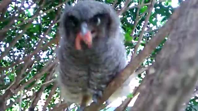 Feeding the Owl
