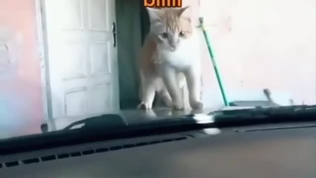Funny cats&kittens video ,compilation.
