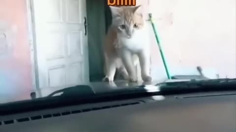 Funny cats&kittens video ,compilation.