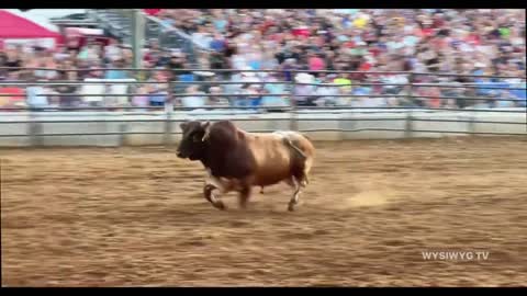 International Bull Riders Association in Maryland At the Washington County Fair