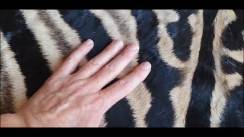 Gorgeous Burchell Rug skin hide
