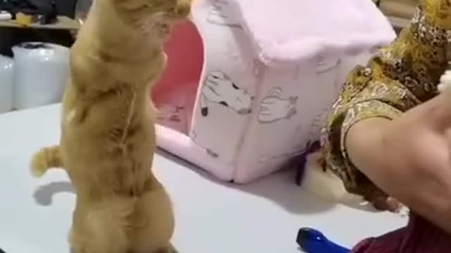 Lovely Cat, black cat, cats, funny cats, funny cat videos #4