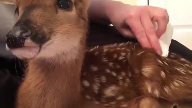 A little deer that has just been injured. How pitiful