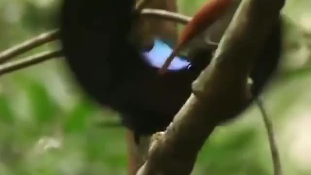 Dancing Bird