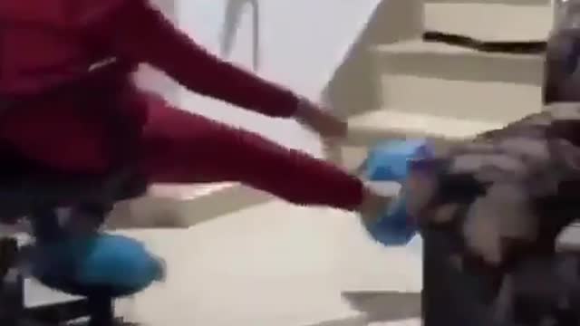 Funny Videos : Dog => It is my shoes... 😂😂