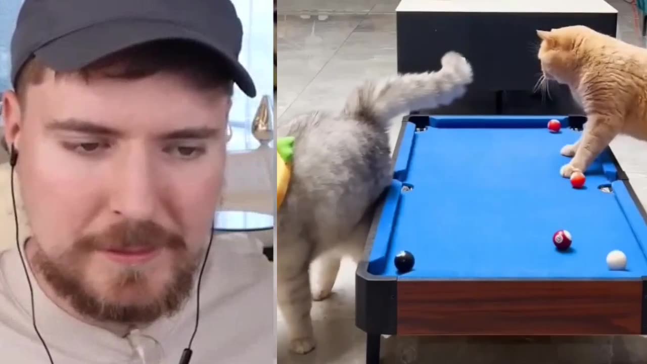 a youtuber mrbeast reacts to this funny video, funny cats,funny animals,,grappige video/ смешнае відэа/ 有趣的視頻/ sjov video / hauska video/bhidio èibhinn/fyndið myndband/video divertente/面白いビデオ/ lustiges Video/