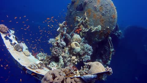 Beautiy life under the sea