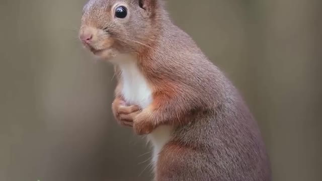 Tufty fella 🐿️ Squirrels -wildlife Creator