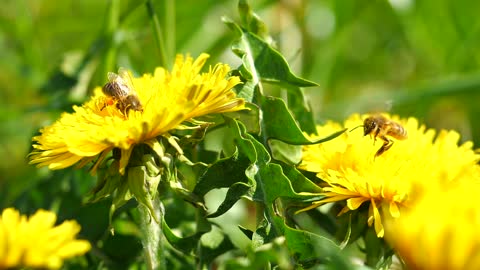 Bees looking for spot to collect honey