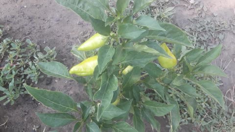 Bell pepper