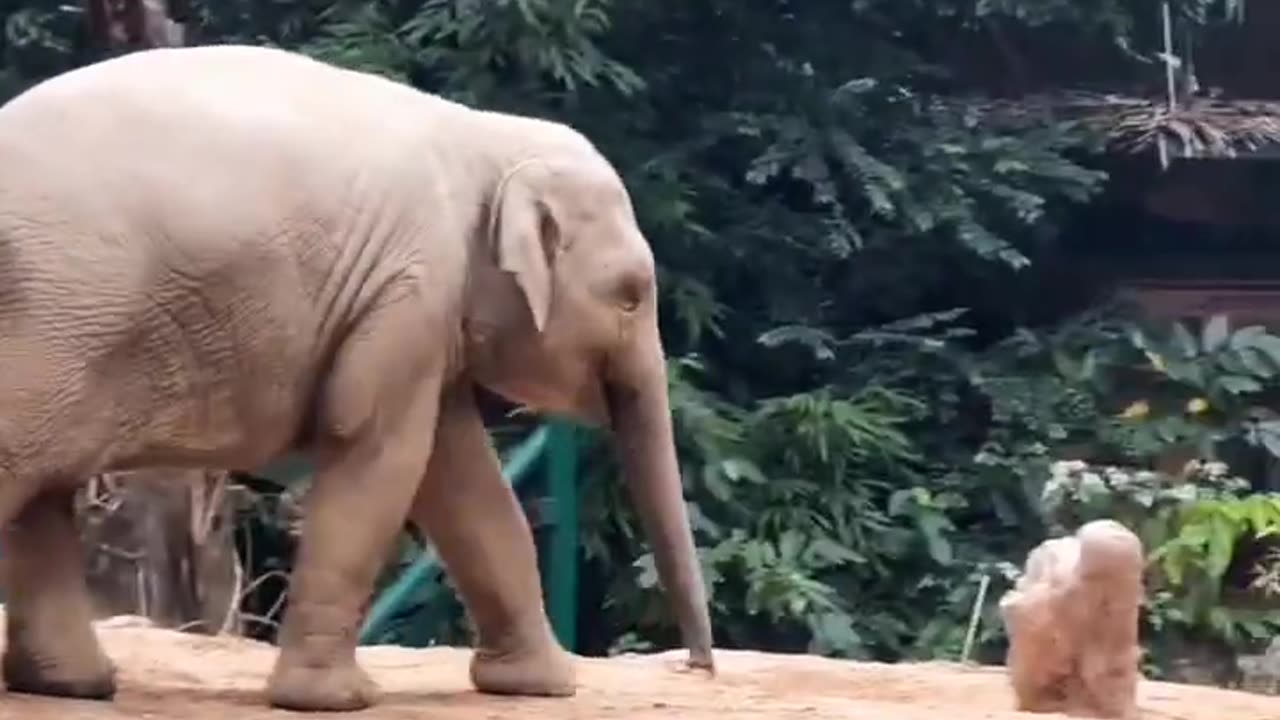 Baby Elephant