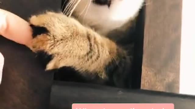 Cute and Funny Cat Videos Compilation - PART 35