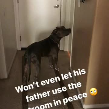 This dog won’t leave his dad’s side