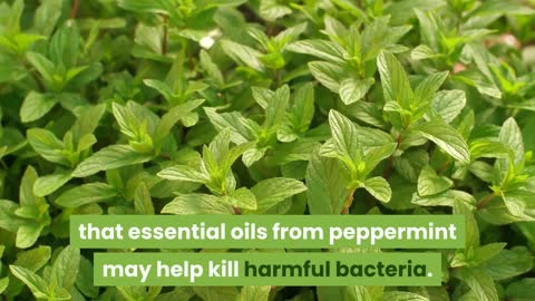 7 benefits of drinking Peppermint Tea