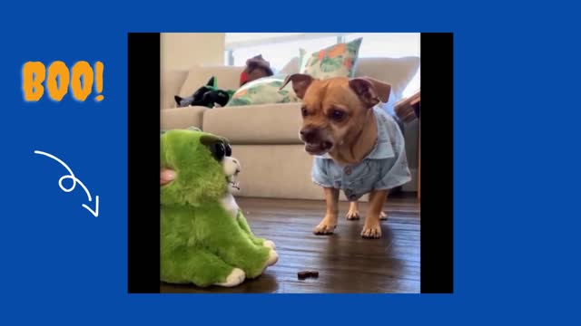 funny dog