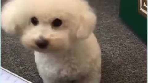 Funny dog | Funny moment