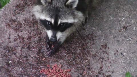 Pampered pet raccoon gets hand