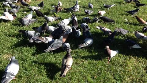 Lovely Birds at the Park