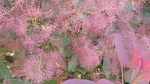 Smoke bush tree