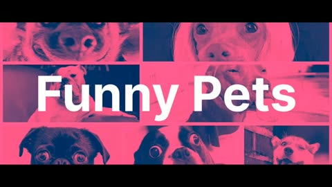 Funny Videos