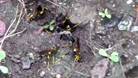 Mud Dauber Wasps Gathering Mud For Their Nests.